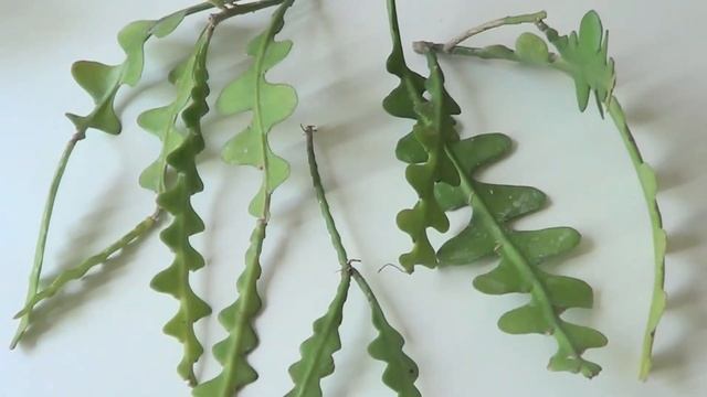 The Plant Traveller: How to Grow Epiphyllum anguliger смотреть онлайн