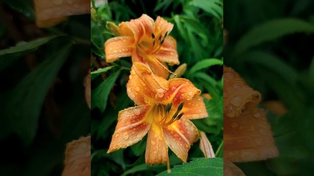 Relaxation Meditation Yoga Satisfaction Shorts смотреть онлайн