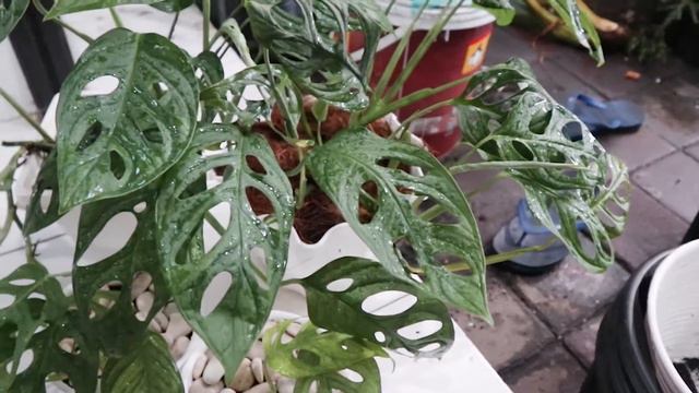 REVIEW MONSTERA ADANSONII | TANAMAN JANDA BOLONG YANG LAGI VIRAL смотреть онлайн