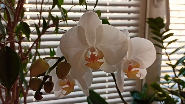 И Ваша Орхидея Будет Цвести Круглый Год, Простые Правила Ухода За Орхидеей смотреть онлайн