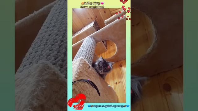 💖😻Milky Kitty😻💖 Кошечка мейн-кун готова к переезду! смотреть онлайн