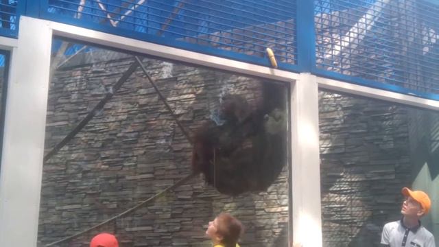 орангутанг в новосибирском зоопарке смотреть онлайн