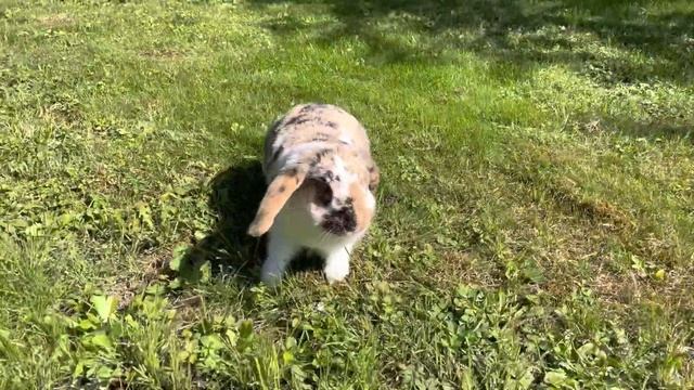 Бубузаяц: Я может тоже хочу замок из камней построить!!! смотреть онлайн