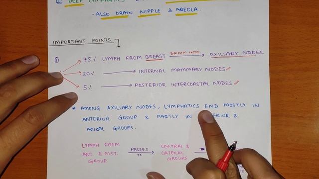 Breast Anatomy (3/5) | Lymphatic Drainage of Breast смотреть онлайн