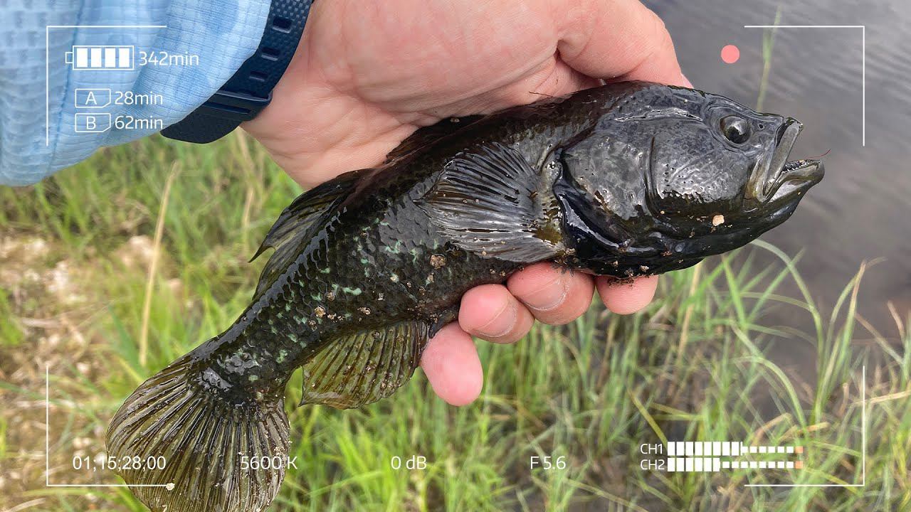 Университетские Ротаны. И где здесь Мормышинг? смотреть онлайн