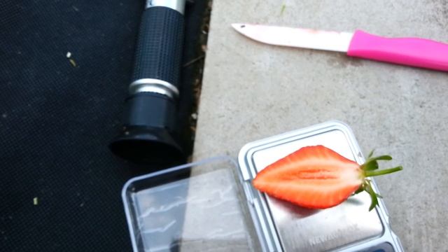 Клубника Кембридж Фаворит. Замер брикс. Дегустация. смотреть онлайн