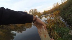 ПОЙМАТЬ РЫБУ ЛЮБЫМ СПОСОБОМ//МАЛЕК ДЛЯ ЗАРЫБЛЕНИЯ СВОЕГО ВОДОЕМА//ЛОВУШКА ИЗ БУТЫЛКИ!