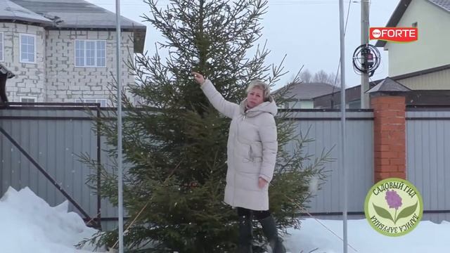 Как спасти хвою от пожелтения объясняет Лариса Зарубина. Средство от покоричневения хвои Bona Forte смотреть онлайн