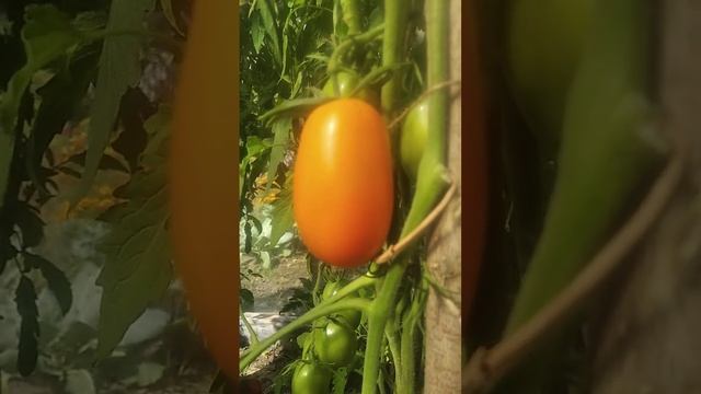 Томат „Золотая рыбка”/ Сладкие томаты смотреть онлайн