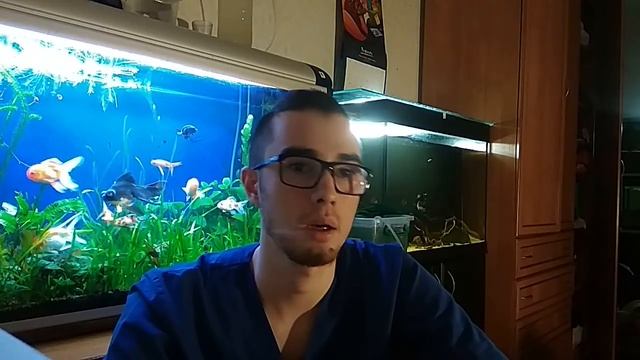 Совместимость золотых рыбок смотреть онлайн