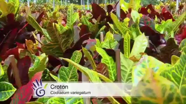 The Garden Gurus - Indoor Plants смотреть онлайн