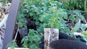 Рассада томатов в нетканом мешке