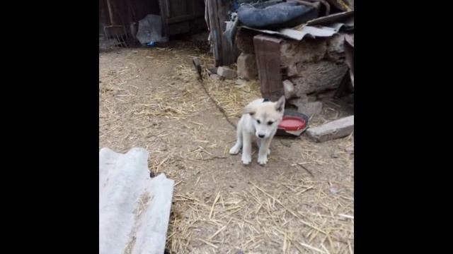 Поздравление дедушке з днём рождения смотреть онлайн