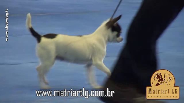 Show Dog Chihuahua - Matriart LG Isadora FCC Abril 2012 смотреть онлайн