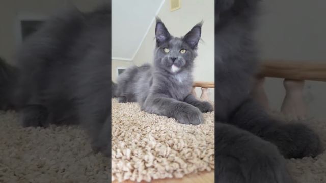 котенок мейн кун из питомника Страна Гуллверов - Country Gulliver's R5 смотреть онлайн