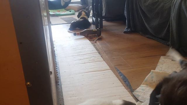 New Puppy Collars x x Nearly 6 Weeks Old English Springer Spaniels, ESS Puppies смотреть онлайн