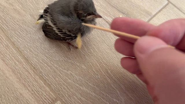 Птенец трясогузки дома 11 августа 2022 г. смотреть онлайн