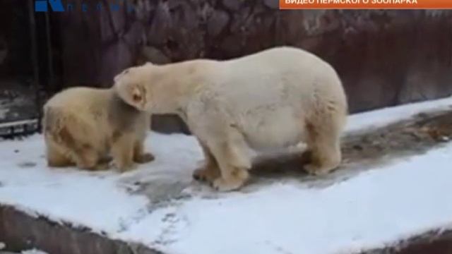 Медвежата встретили бабушку смотреть онлайн