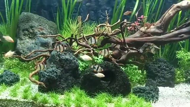 AQUARIUM JUWEL RIO 240 смотреть онлайн