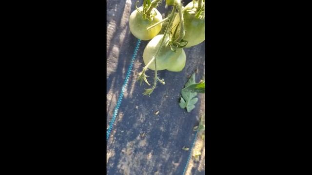 Сорт томата "Буян желтый"= ТОМАТНЫЙ КАЛЕЙДОСКОП сезон 2021 смотреть онлайн