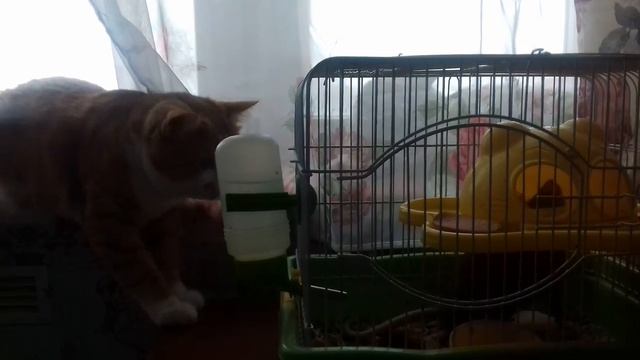 CATS/ЗАБАВНЫЕ ЖИВОТНЫЕ/КОТ/КРЫСА смотреть онлайн