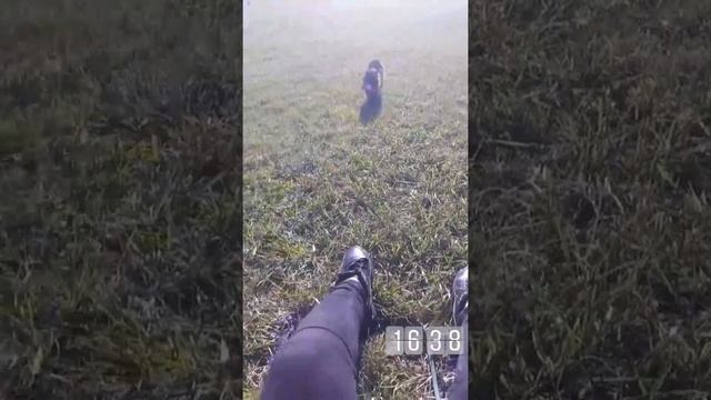 Маленький черный шпиц смотреть онлайн