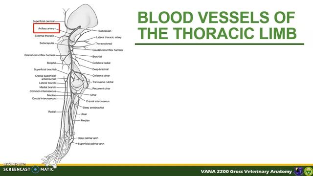 Cardiovascular System (Part 2) - Arterial System смотреть онлайн