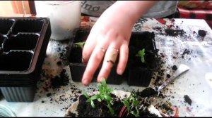 Как пикировать бархатцы!