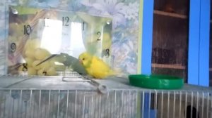 Птенцы волнистых попугайчиков, вышли из гнезда