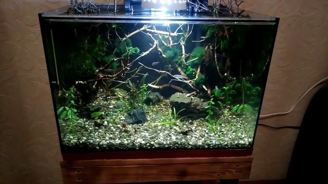 Аквариумистика : РАСПУСТИЛИСЬ ПОЧКИ  !!!