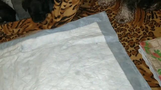 Ура свобода! Ограничения передвижения сняты! смотреть онлайн