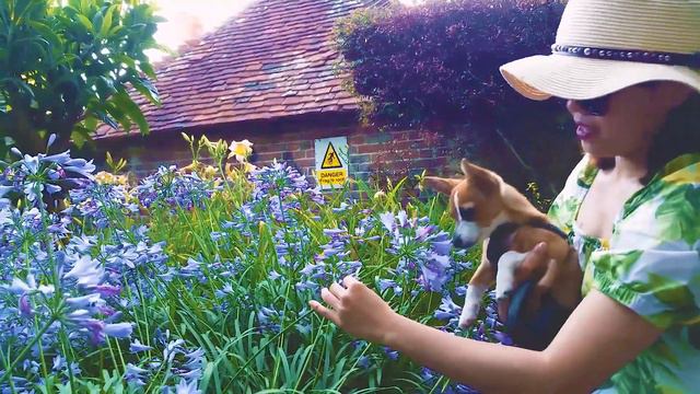 Just Walking with Max the Cute Jack Russell Cross Chihuahua JackChi Puppy Dog смотреть онлайн