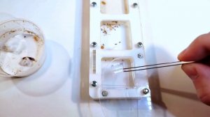 Как ухаживать за муравьями • Lasius niger