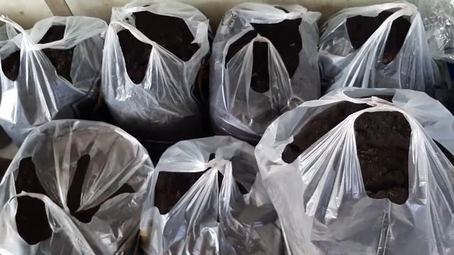 Гулдор??,,Гул Идиштер,Жер Семирткичтер/Баалары.Ош Шаары. смотреть онлайн