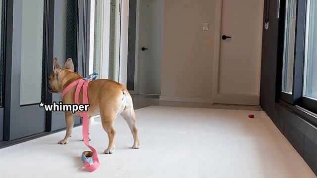 Get Your Dog Ready For A Walk And Pretend You Forgot Them | Frenchie MELTDOWN смотреть онлайн