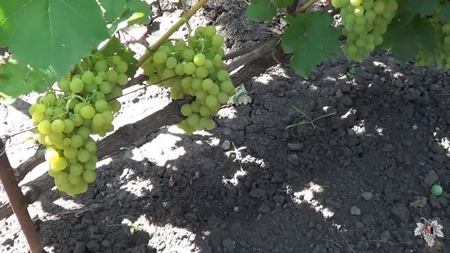 Сорт Винограда Мускат Янтарный. Виноград 2015. смотреть онлайн