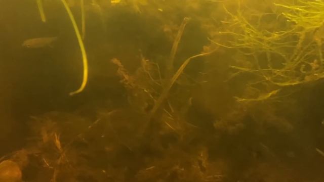 Tadpole turns into toad with predatory ants! смотреть онлайн