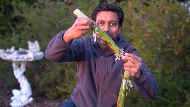 Easiest Way to Grow Sugarcane смотреть онлайн