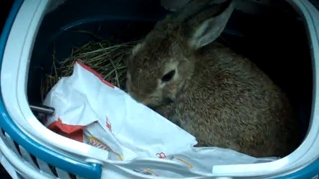 кроличек смотреть онлайн