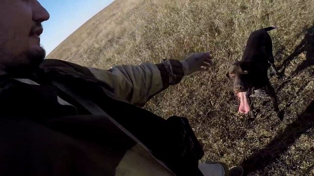 #7 Ходовая Охота Осенью. Охота на Серую Куропатку с Курцхааром Мр 153 смотреть онлайн