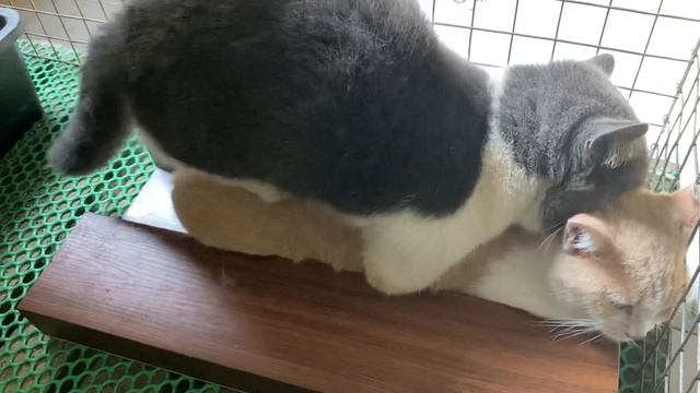 Cat in heat ? || May vs Kem || Munchkin Mate || Cat breeding ? смотреть онлайн