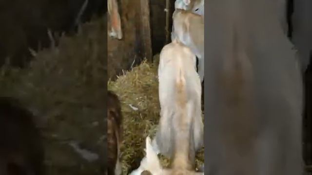 телята Швицкой породы смотреть онлайн