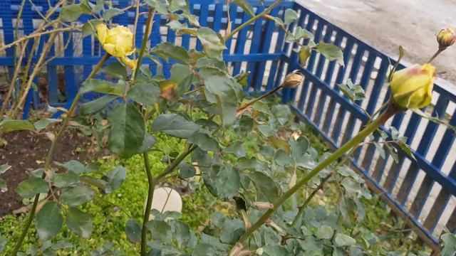 Роза Мулинекс ( Молинью) Остинка, спать не хочет ложится- совсем,а уже Зима 8.12.21год смотреть онлайн