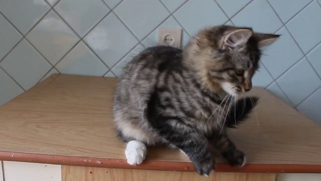 Сибирская кошка забавно трещит ртом, когда играет