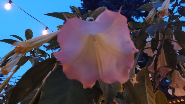 Brugmansia Tour ...Last Bloom Of The Season ? 🌸🙏🥺