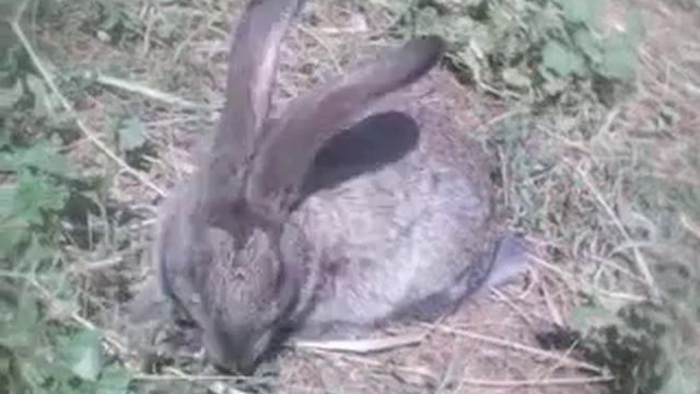 Где заяц ? смотреть онлайн