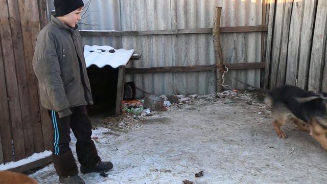 Овчарка по кличке Риф смотреть онлайн