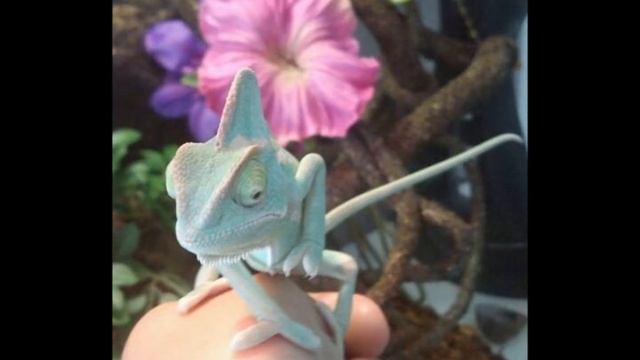 MY Yemen Chameleon/kameleon Jemenski/jemen Kameleon PICS