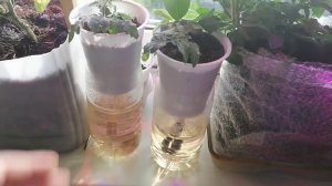 Фитильный полив для рассады