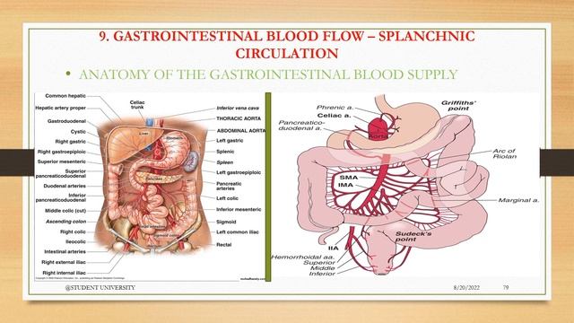 FUNCTIONAL MOVEMENTS OF GIT AND SPLANCHNIC BLOOD SUPPLY смотреть онлайн